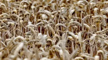 انخفاض أسعار القمح في يورونكست مع وفرة المعروض وترقب المفاوضات